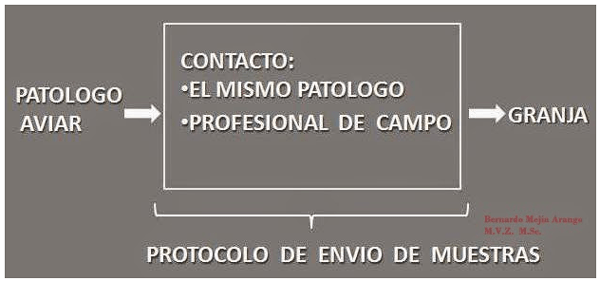 Contribución del patólogo aviar a la industria avícola - Image 10