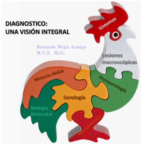 Contribución del patólogo aviar a la industria avícola - Image 8
