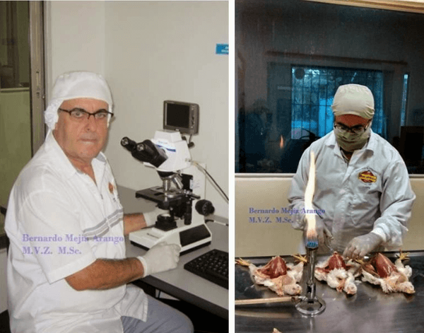 Contribución del patólogo aviar a la industria avícola - Image 4