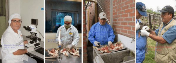 Contribución del patólogo aviar a la industria avícola - Image 5