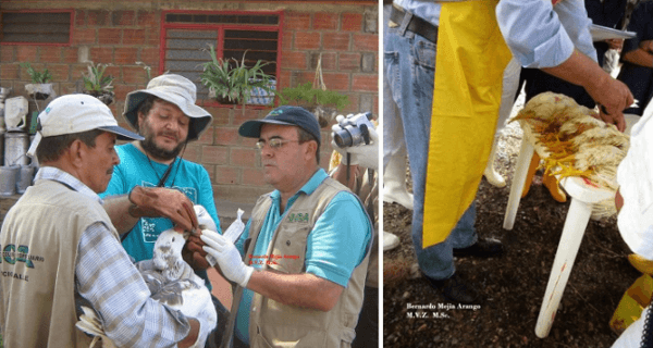 Contribución del patólogo aviar a la industria avícola - Image 3