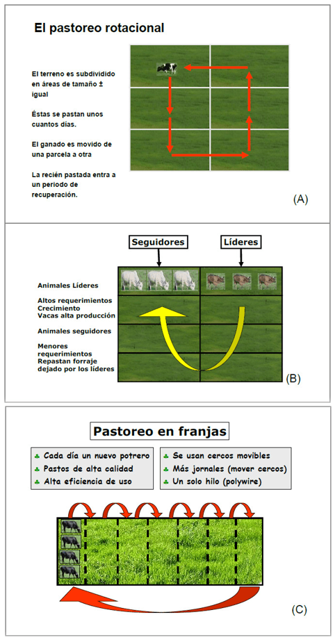 Estrategias de suplementación en ganado de doble propósito en el trópico húmedo - Image 5