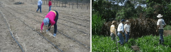El uso adecuado del agua en explotaciones de ganado bovino - Image 6
