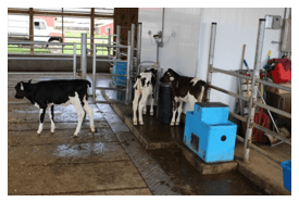 Alojamiento de Terneras en Grupo. Destete con leche acidificada - Image 18