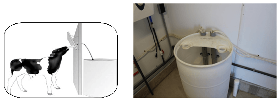Alojamiento de Terneras en Grupo. Destete con leche acidificada - Image 1