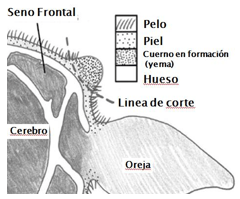Descorne zootecnico y quirúrgico en bovinos - Image 1