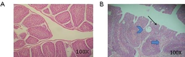 Respuesta inmune en pollos parrilleros desafiados con Salmonella Enteriditis - Image 2