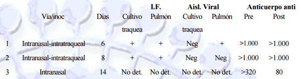 Biología del virus respiratorio sincicial bovino. Clasificación, distribución, patogenia, vacunas. Protección y Diagnostico. - Image 2