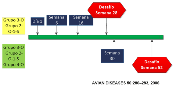 Tifosis en gallinas ponedoras: Descripción de la enfermedad y protección conferida por una vacuna viva de Salmonella Enteritidis - Image 2