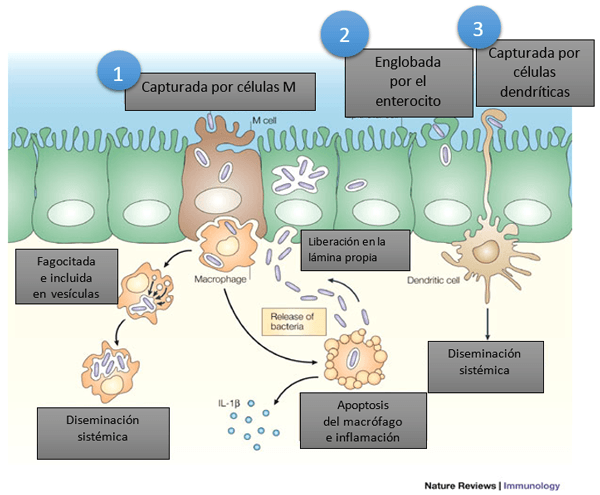 Tifosis en gallinas ponedoras: Descripción de la enfermedad y protección conferida por una vacuna viva de Salmonella Enteritidis - Image 1