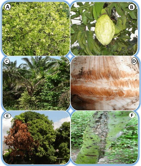 Peach Root Rot - Phymatotrichopsis omnivora - Image 4