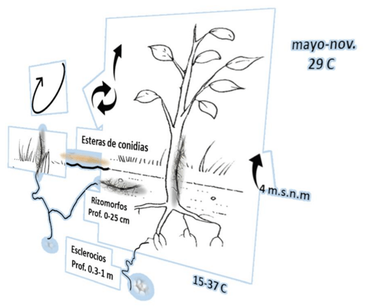 Peach Root Rot - Phymatotrichopsis omnivora - Image 8