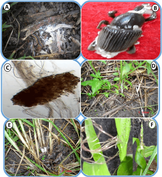 Peach Root Rot - Phymatotrichopsis omnivora - Image 9