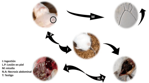 Peach Root Rot - Phymatotrichopsis omnivora - Image 6