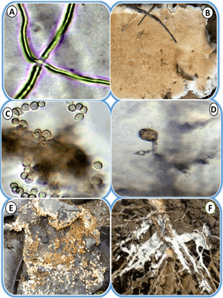 Peach Root Rot - Phymatotrichopsis omnivora - Image 5