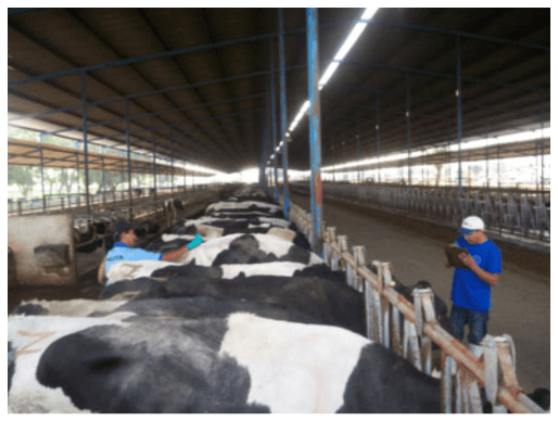 Cuidados necesarios con la técnica de Inseminación Artificial en bovinos - Image 6