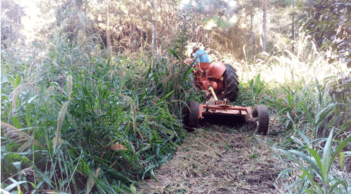 Hemos eliminado al glifosato de la producción de Yerba Mate Ilex paraguariensis (Saint-Hilaire) - Image 1