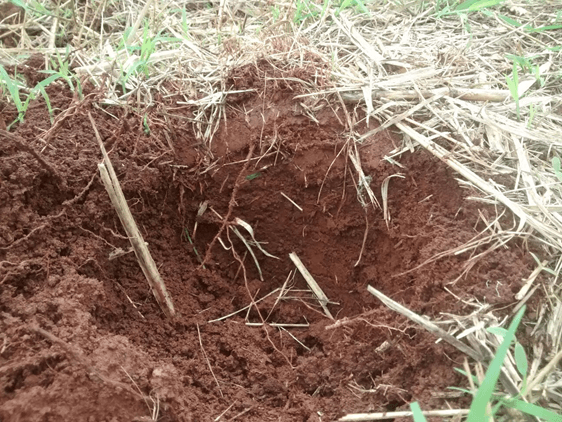 Hemos eliminado al glifosato de la producción de Yerba Mate Ilex paraguariensis (Saint-Hilaire) - Image 16