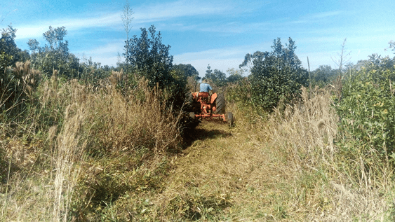 Hemos eliminado al glifosato de la producción de Yerba Mate Ilex paraguariensis (Saint-Hilaire) - Image 10