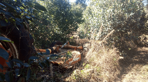 Hemos eliminado al glifosato de la producción de Yerba Mate Ilex paraguariensis (Saint-Hilaire) - Image 2