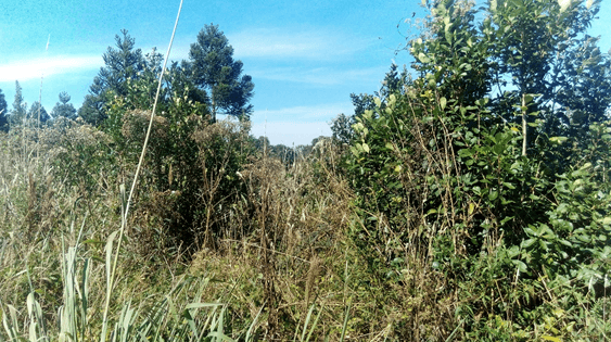 Hemos eliminado al glifosato de la producción de Yerba Mate Ilex paraguariensis (Saint-Hilaire) - Image 9