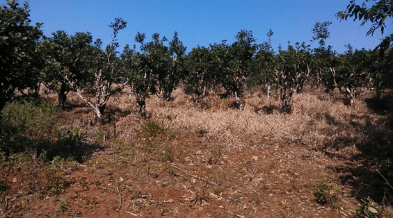 Hemos eliminado al glifosato de la producción de Yerba Mate Ilex paraguariensis (Saint-Hilaire) - Image 12