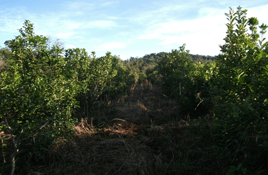 Hemos eliminado al glifosato de la producción de Yerba Mate Ilex paraguariensis (Saint-Hilaire) - Image 13