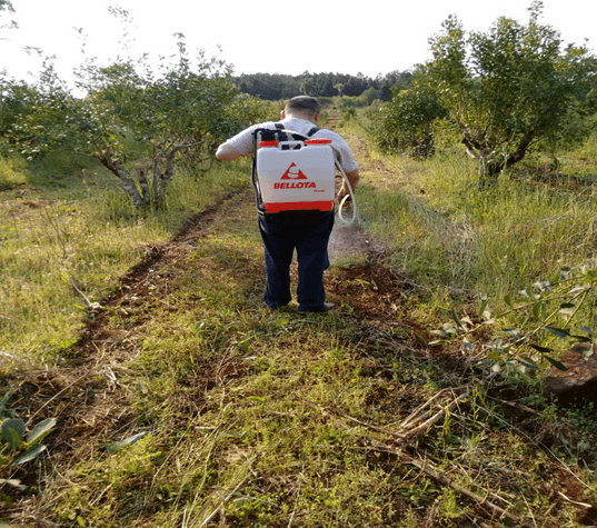Hemos eliminado al glifosato de la producción de Yerba Mate Ilex paraguariensis (Saint-Hilaire) - Image 11