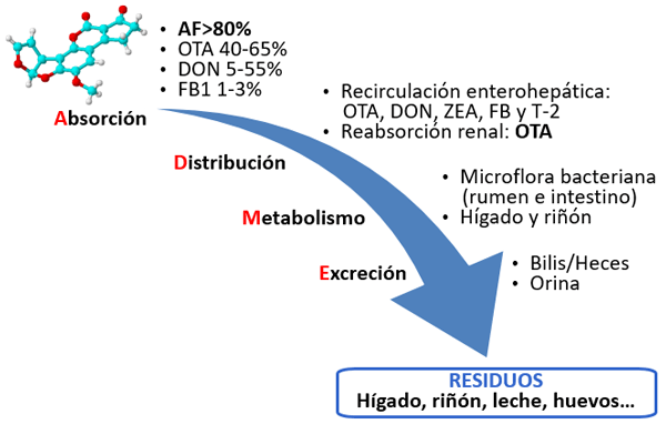 Aplicación de biomarcadores en campo para el control de micotoxinas en producción animal - Image 1