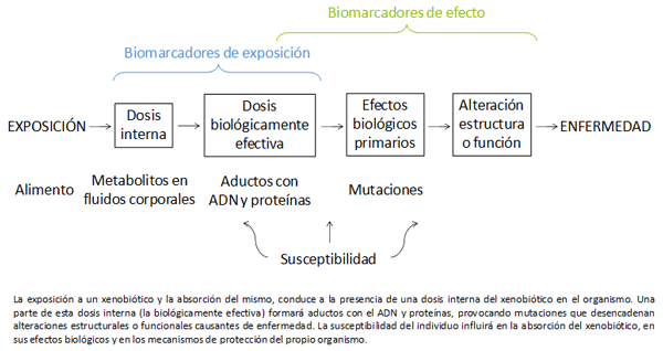 Aplicación de biomarcadores en campo para el control de micotoxinas en producción animal - Image 3