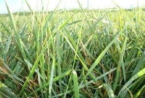 Las pasturas en los nuevos escenarios productivos - Image 2