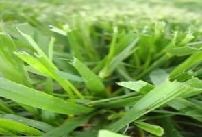 Las pasturas en los nuevos escenarios productivos - Image 3
