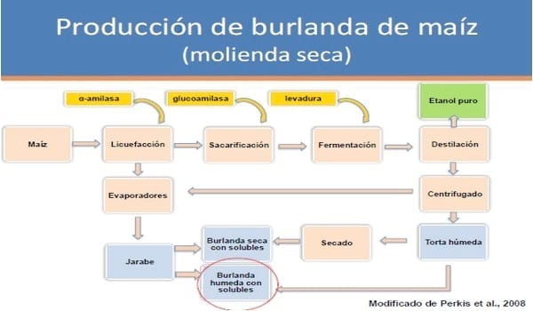Uso de subproductos del destilado de granos en bovinos para carne - Image 1