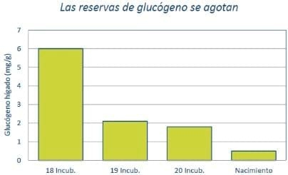 Evolución de las estrategias de alimentación precoz en aves comerciales - Image 1