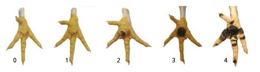 Pododermatitis en pollos de engorde - Image 1