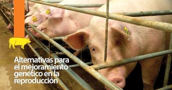 Alternativas para el mejoramiento genético en la reproducción porcina - Image 1