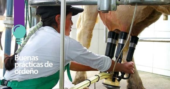 Tambo: Buenas prácticas de ordeño - Image 1