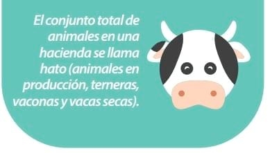 Tambo: Buenas prácticas de ordeño - Image 2
