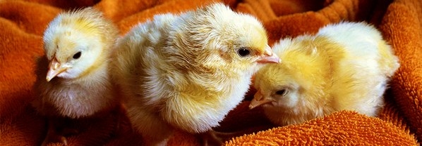 Los animales jóvenes son más propensos a carecer de energía - Image 1