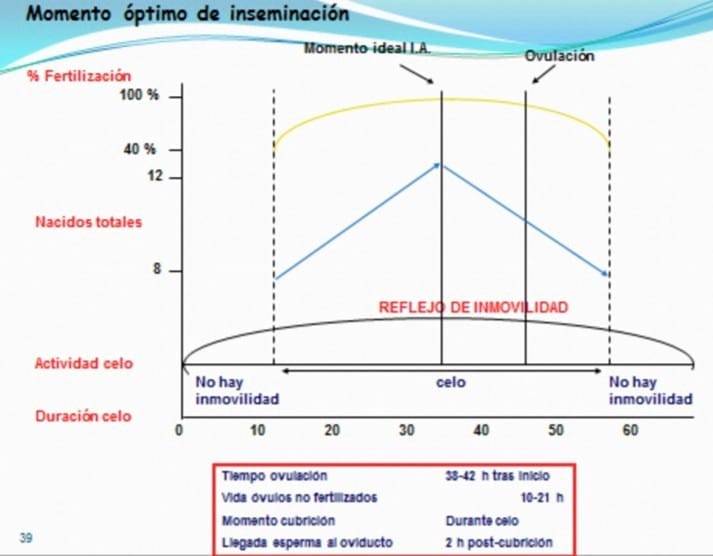 Factores claves de la eficiencia productiva en ganado porcino - Image 7