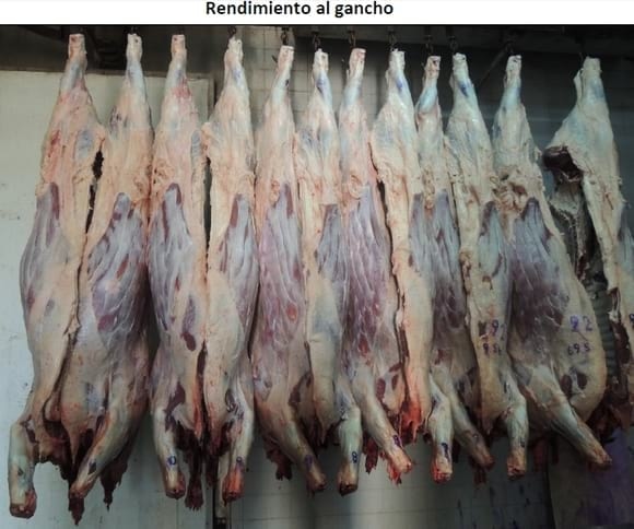 Recría de terneras en confinamiento alimentadas con dos niveles de oferta de ración - Image 13