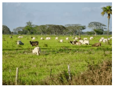 La Vaca Funcional Productividad Vs Rentabilidad - Image 1