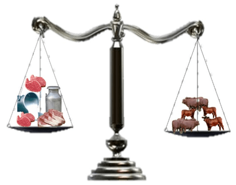 La selección de los vientres por su funcionalidad es la base de la Ganaderia Moderna - Image 7