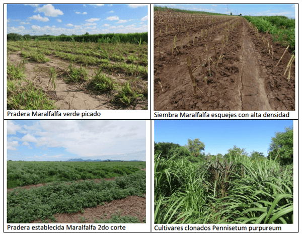 Forrajes perennes con irrigación como opción de engorda de becerros y mejoras en la reproducción del hato - Image 4