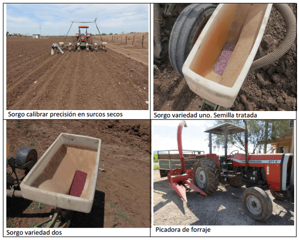 Sorgo forrajero de verano con irrigación y ¿Después qué sigue sembrar? ¿Cuál es el camino a seguir? - Image 1
