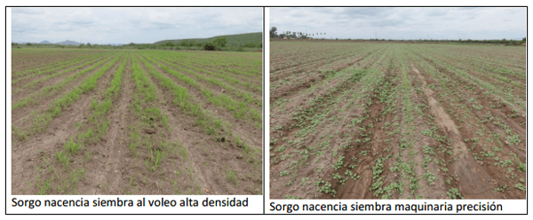Sorgo forrajero de verano con irrigación y ¿Después qué sigue sembrar? ¿Cuál es el camino a seguir? - Image 4