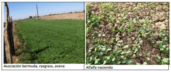 Sorgo forrajero de verano con irrigación y ¿Después qué sigue sembrar? ¿Cuál es el camino a seguir? - Image 10
