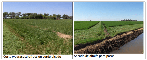 Sorgo forrajero de verano con irrigación y ¿Después qué sigue sembrar? ¿Cuál es el camino a seguir? - Image 9
