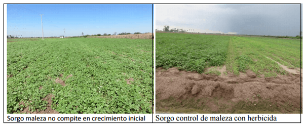 Sorgo forrajero de verano con irrigación y ¿Después qué sigue sembrar? ¿Cuál es el camino a seguir? - Image 5