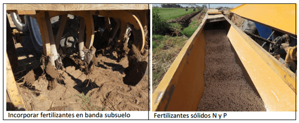Sorgo forrajero de verano con irrigación y ¿Después qué sigue sembrar? ¿Cuál es el camino a seguir? - Image 2
